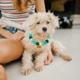 thumbnail image 2 of 1pc St. Patrick's Day Pet Collars Ball Collars Festival Collars (L), 2 of 6