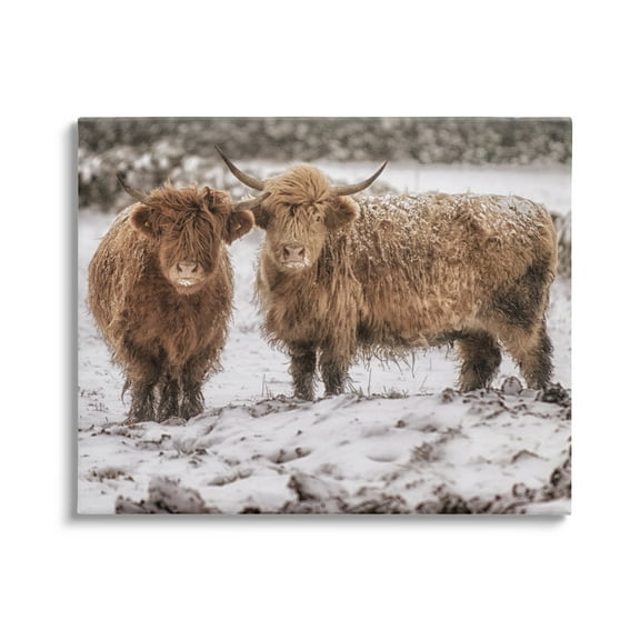 Stupell Industries Snow Dusted Highland Cattle Niveous Nature Landscape Photograph Gallery Wrapped Canvas Print Wall Art, Design by James Dobson
