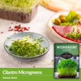 thumbnail image 3 of 5 Packs Cilantro Microgreens Seeds - Non-GMO Heirloom Annual Full Sun Herb Seeds, 3 of 6