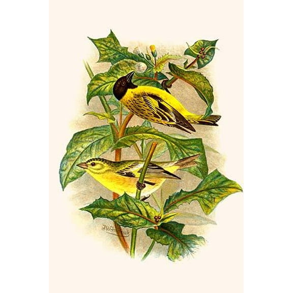 Black Headed Siskin-Fine Art Canvas Print (20" x 30")
