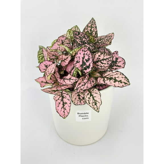 Bumble Plants Pink Polka Dot Live Plants in 4" Nursery Pots