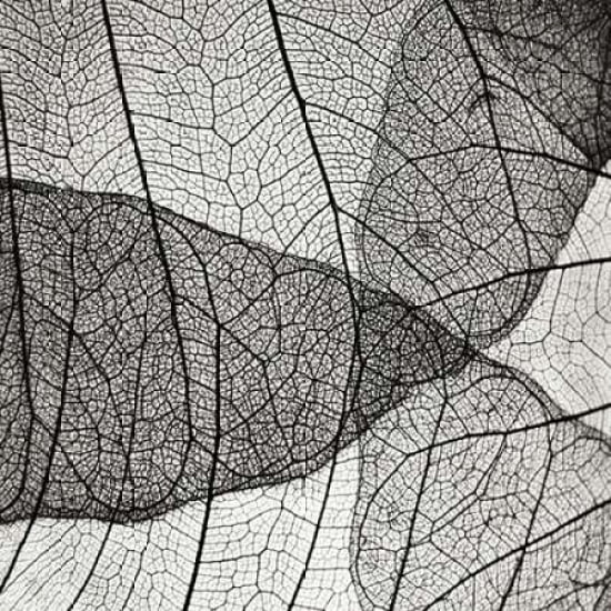 Leaf Designs Iv Bw