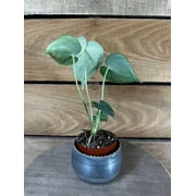 Anthurium Clarinervium, 2 Plant