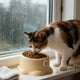 thumbnail image 5 of Los Cuencos de Comida para Gatos 18x12.5x10cm Plástico Beige Pueden Alimentar a Gatos para Gatos de Alimentación Diaria, 5 of 6