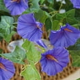 Fall Fashion Decor 2024 Flower Bunches Morning Glories Fade Outdoor fall-fashion-decor-2024-flower-bunches-morning-glories-fade-outdoor