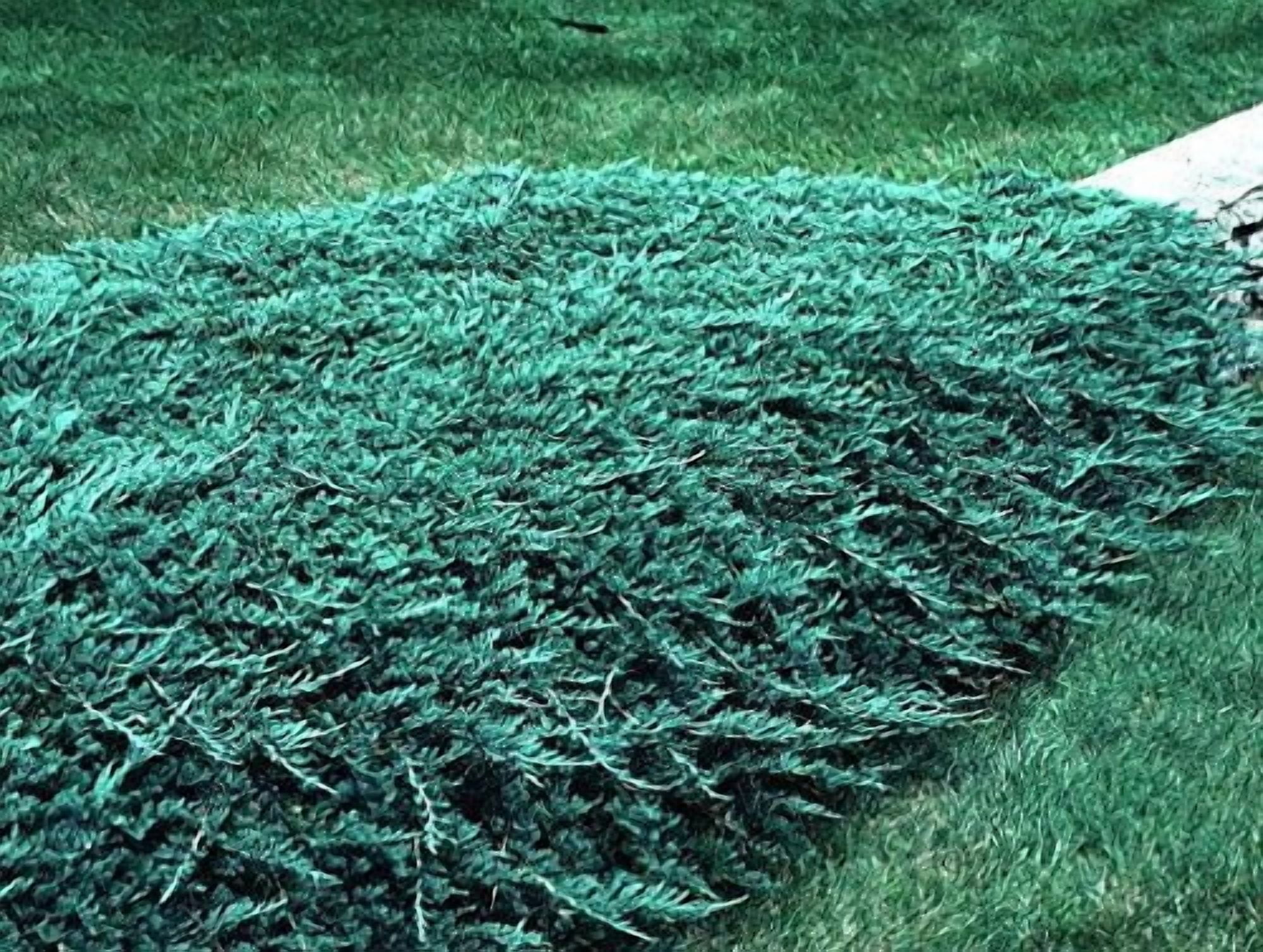Blue Rug Juniper - 30 Live Plants - 4" Container Low Maintenance Evergreen Ground Cover