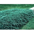 thumbnail image 3 of Blue Rug Juniper - 15 Live Plants - 4" Container Low Maintenance Evergreen Ground Cover, 3 of 6