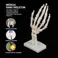 thumbnail image 2 of Medical Anatomical Life size Human Hand Joint Study Skeleton Model 26-27s, 2 of 4