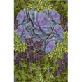 thumbnail image 1 of cuadro decorativo suculentas fragoso lienzo by suma  1 pieza 40 X 60 CM, 1 of 2