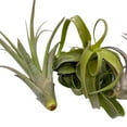 thumbnail image 3 of Medium Tillandisa Assorment, Set of 3 Medium-Sized Bare-Root airplants Ready to Mount and Grow, 3 of 5