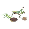 thumbnail image 3 of Insects Toy, Environmental Safe Growth Cycle Model, Odorless for Teaching Activities Education Children Playing, 3 of 7