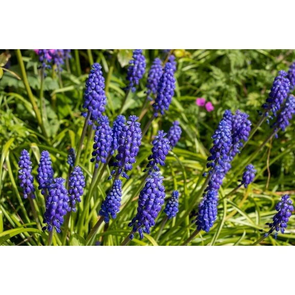 20 Muscari Armeniacum Bulbs- Grape Hyacinth