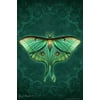 Laminated Damask Luna Moth by Brigid Ashwood Butterfly Decor Insect Wall Art Moths Butterflies Illustration Poster Dry Erase Sign 12x18