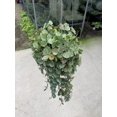 Hoya Curtisii Live Plant in a 4 Inch Pot Hoya Carnosa 'Curtisii