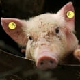 thumbnail image 1 of POCREATION Étiquette Animale 100 Pcs Étiquette d'Oreille Ronde pour Bétail Accessoire pour Cochon, 1 of 8