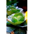 thumbnail image 5 of Copenhagen Early Market Cabbage/ Annual/ Full Sun/2250 Seeds 1/4 oz/ Zellajake Farm and Garden - B165, 5 of 5