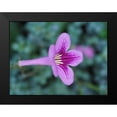 thumbnail image 2 of Bonin, Suzanne 24x19 Black Modern Framed Museum Art Print Titled - Cape Primrose, 2 of 5