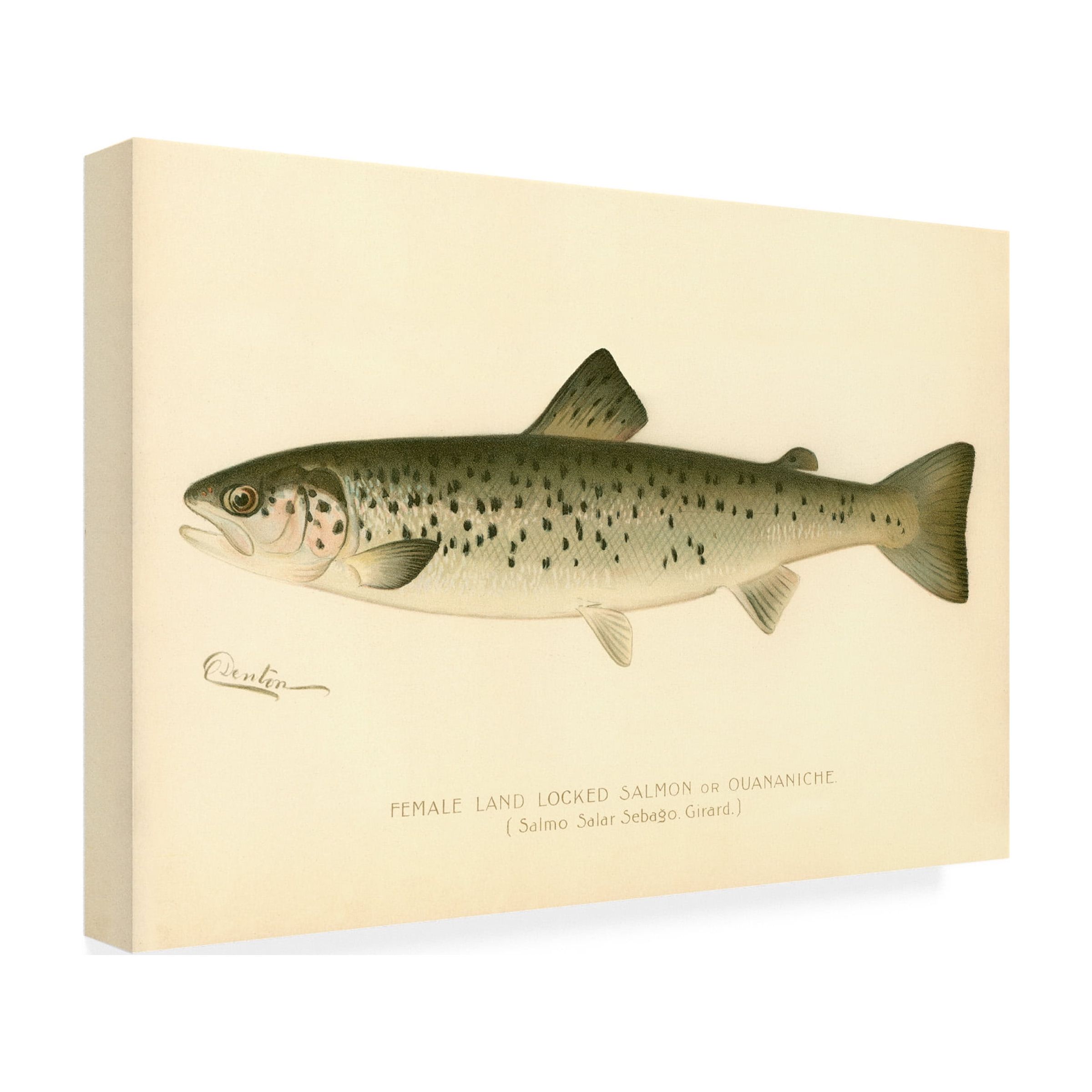 Print Collection 'Female Land Locked Salmon' Canvas Art