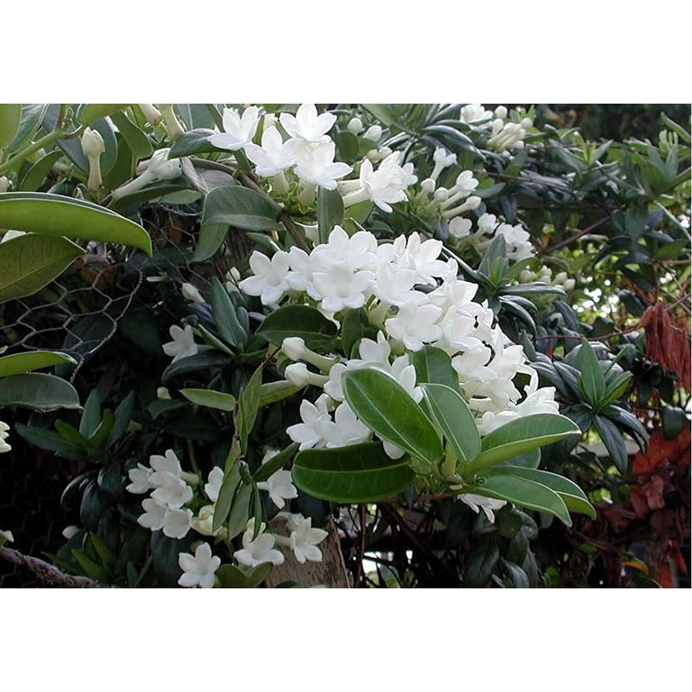 Live White Stephanotis Madagascar Jasmine Plant 4"-8" Tall Partial Sun -  Walmart.com