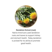 Botanic Choice Dandelion Root Extract Liquid, Historic Herbal Liver Support Supplement, Cleanse Toxins, Aid Digestion-1 Fl Oz