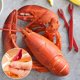 thumbnail image 4 of Juego de 20 galletas para patas de cangrejo: herramientas para langostas, cangrejos, langostinos, camarones, abrelatas, cuchillos y herramientas para mariscos., 4 of 6
