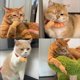 thumbnail image 4 of Juguete para Gatos con Manos de Estirables, Mini Manos para Gatos, Juguete para Gatos con Manos de Estirables, Guantes para Dedos para Gatos 3 Piezas, 4 of 7