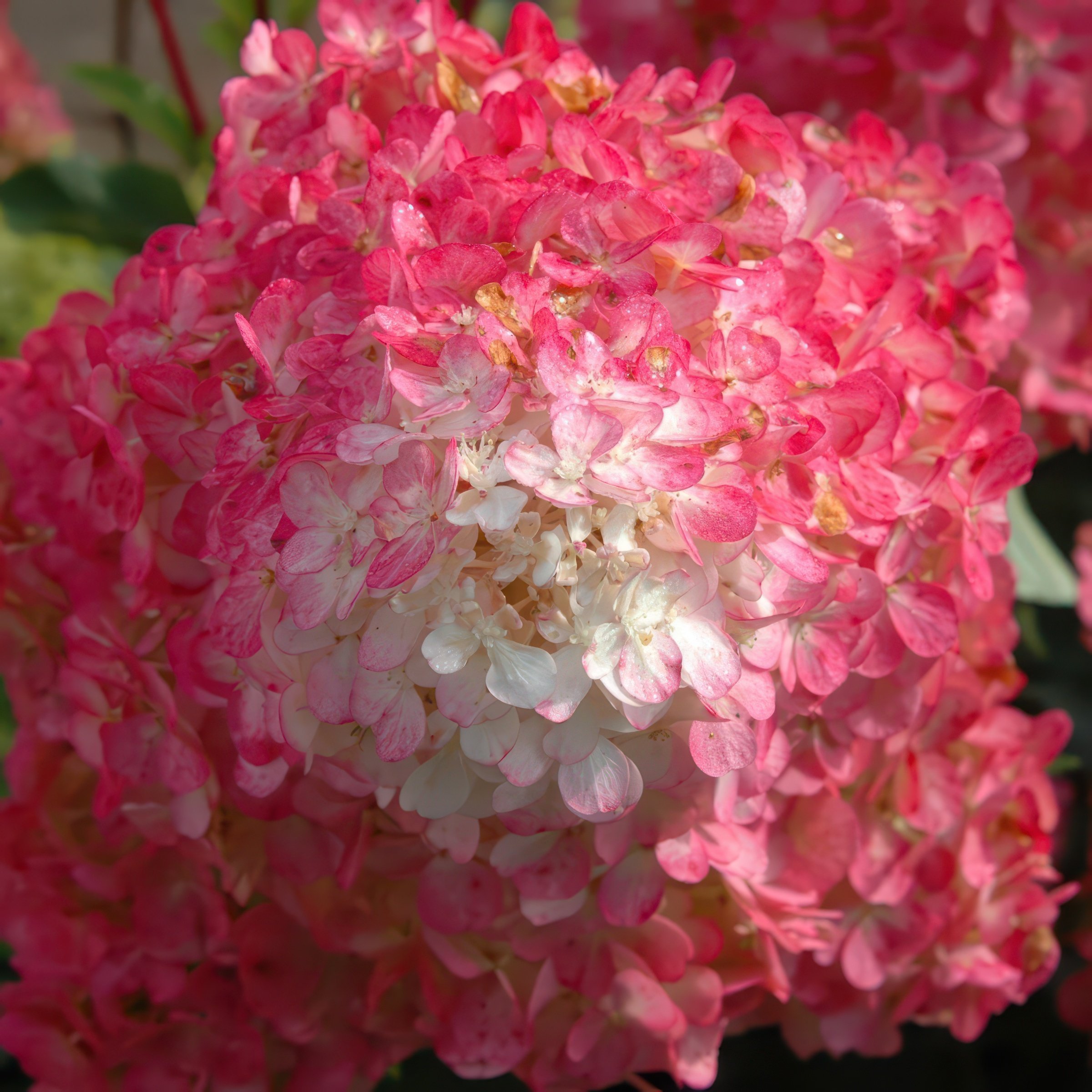National Plant Network 1 gal. Hydrangea Vanilla Strawberry Tree
