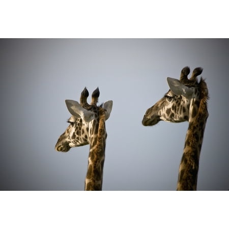 Giraffe Head Peg - Two Giraffe Heads Side By Side Kenya Africa Stretched Canvas - David DuChemin Design Pics (19 x 12)