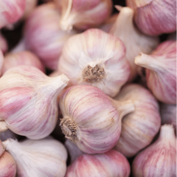 2 Lbs Chesnok Red Garlic for Planting, Hardy Garlic Bulbs for Planting Home Vegetable Garden