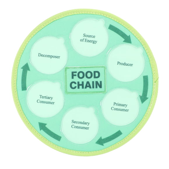 Food Chain Food Web Science Kits, Life Cycle Learning Toys Vivid for Home