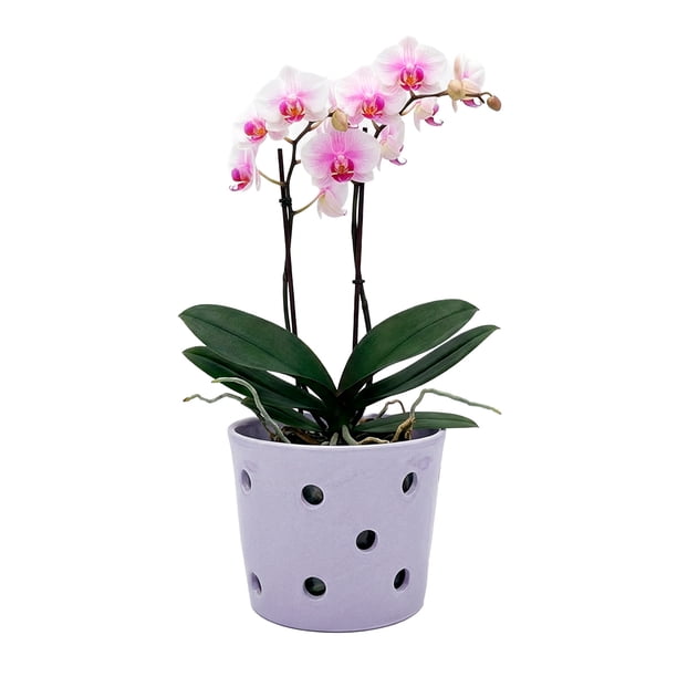 Maceta De Cerámica Esmaltada Para Orquídea Lila