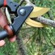 thumbnail image 4 of Stainless Steel Pruning Shears Fruit Tree Cutting Shear Cutter Pruning Shears Scissors Tree Hand Pruning Shears for Garden Yard, 4 of 5