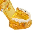 thumbnail image 2 of Modelo de dientes dentales transparente Modelo de dientes estándar extraíble para estudio de enseñanza Ygjytge Cuidado Belleza, 2 of 3