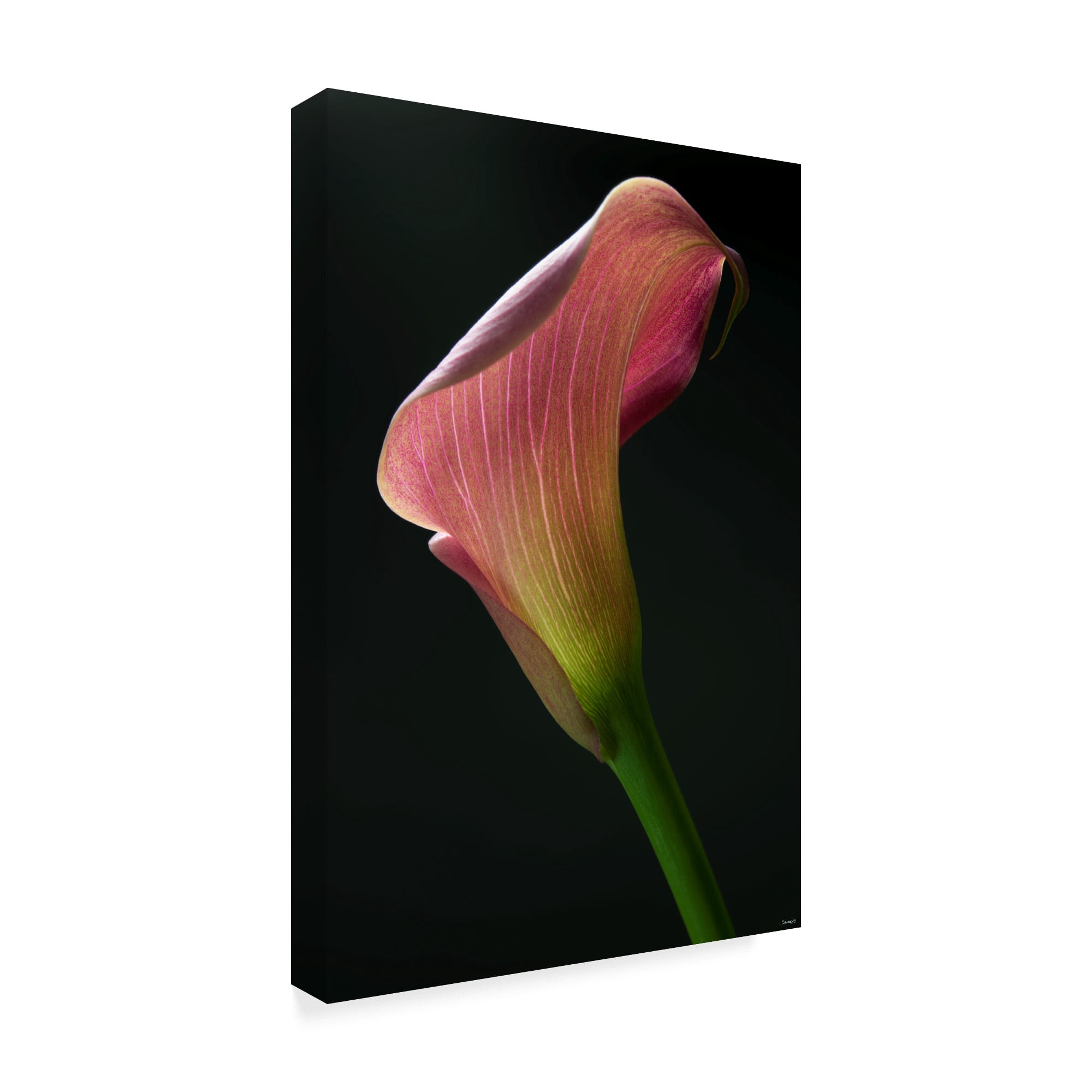 Light Pink Lily' Canvas Art by Gordon Semmens