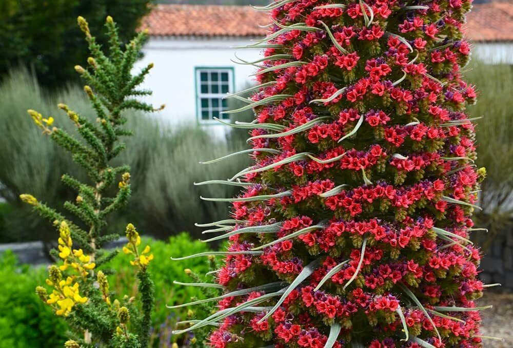 10 Tower of Jewels Seeds to Grow Echium Wildpretii Rare and Exotic