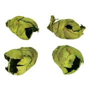 2-3 in. Basil Cacho Pods - Case of 60