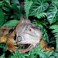 thumbnail image 2 of CafePress - Iguana -  Round Wood Ornament 4", 2 of 2