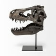 thumbnail image 4 of Mercana Jurassic 11.8"H  Black and Brown Resin Replica Tyrannosaurus Skull, 4 of 9