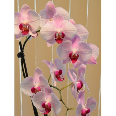 - Canvas Print Plant Flower Orchid Blossom Petal Tropical Pink Stretched Canvas 10 x 14