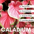 thumbnail image 3 of Dragon Heart Caladium Bulbs for Planting - Perennial Hosta, Elephant Ears, Fancy (6 Bulbs), 3 of 5
