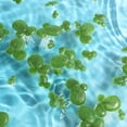 thumbnail image 1 of QUMIIRITY 6Pqt Para Pecera Flotantes Artificiales Simulación Natural, 1 of 8