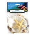 thumbnail image 3 of U.S. Shell Craft Shells, 12 Pack, 3 of 7
