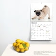 thumbnail image 4 of The Beauty of Pugs | 2024 14x24" (Hanging) Wall Calendar | StarGifts, 4 of 8