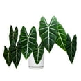 thumbnail image 4 of Alocasia Micholitziana 'Frydek', 4 of 6