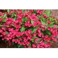 thumbnail image 2 of 1 Gallon Red Prince Weigela Shrub 6 Pack, 2 of 6