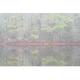 thumbnail image 2 of Jaynes Gallery 24x17 Gold Ornate Wood Framed with Double Matting Museum Art Print Titled - USA-New Jersey-Pine Barrens National Preserve Foggy forest landscape reflects in lake, 2 of 4