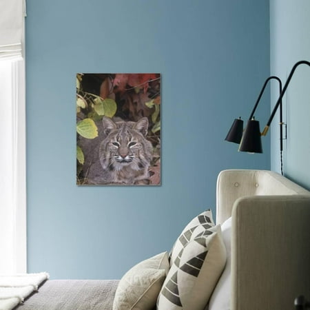 Best Bobcat Face (Lynx Rufus), North America Stretched Canvas Print Wall Art By Tom Walker deal