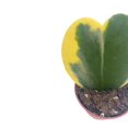 thumbnail image 5 of Variegated Hoya Kerrii Heart/Sweetheart Plant/Mothers Day Plant/Hoya Plant/Heart Shaped Succulent/Heart Hoya/Live Plant Rare, 5 of 8