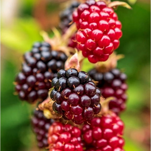 Set 2 Sweet Boysenberry Plants Live for Planting, Boysenberry Seedlings Boysenberries Plants for Outdoor Garden 4 to 6 Inch Tall - Dormant in Winter