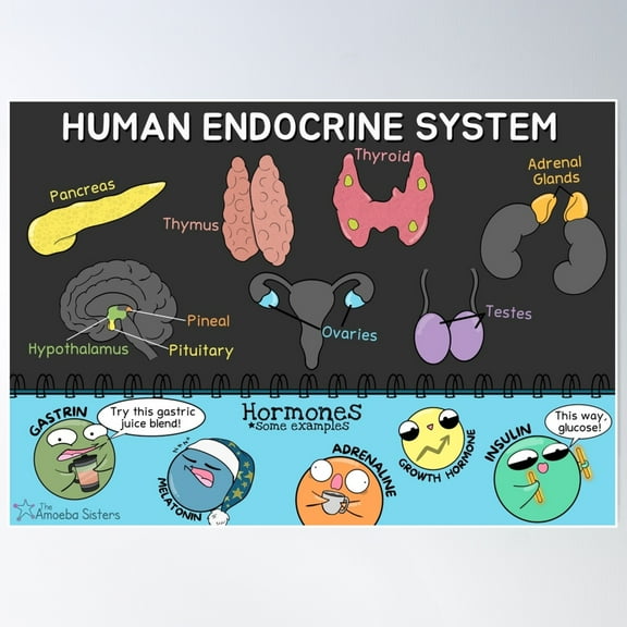 Human Endocrine System Poster Wall Art, Modern Wall Decor For Living Room Bedroom, 12x18 UNFRAMED
